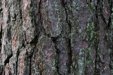 tree bark texture