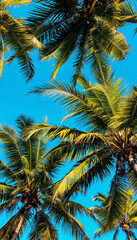 Fototapeta premium Low-angle view of palm trees against a clear blue sky. 