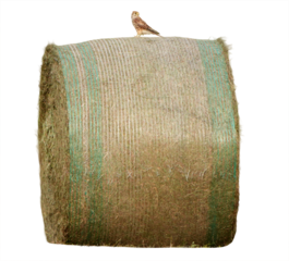 a young kestrel (falco tinnunculus) is sitting on top of a big round hay bale in the field