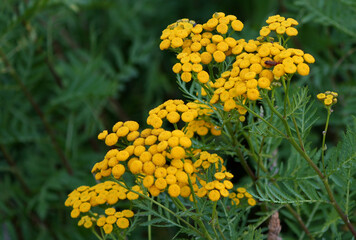 a close-up of the yellow flowers of the common tansy (tanacetum vulgare) in a meadow