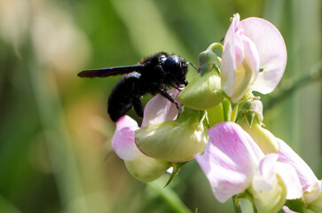 a black violet carpenter bee (xylocopa violacea) is resting on a sweet pea flower