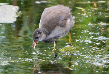 a young moorhen (gallinula chloropus) stands in shallow water and looks for food