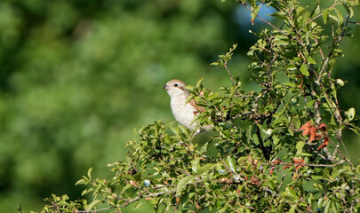 a young red-backed shrike (lanius collurio) is perched in a green bush in summer