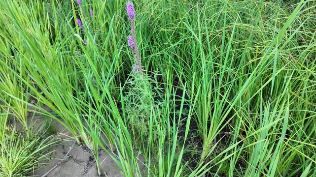 Sc&iacute;rpus. green reeds on the river bank. sand and reeds. Idyllic scene with reeds at the lake in a public park. Actinoscirpus grossus (also called Mensiang, Greater club-rush, Giant bulrush).