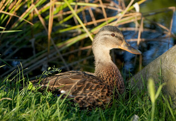 a female mallard (anas platyrhynchos) rests on the grassy shore of a lake