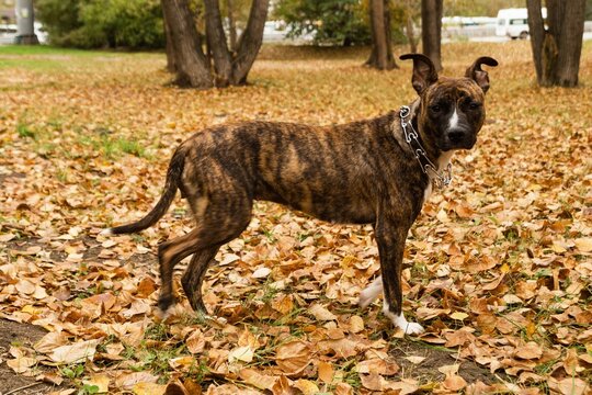 Brindle Pitbull is Walking and Enjoying Autumn Day. Dog Portrait in Park Setting with Fall Foliage.