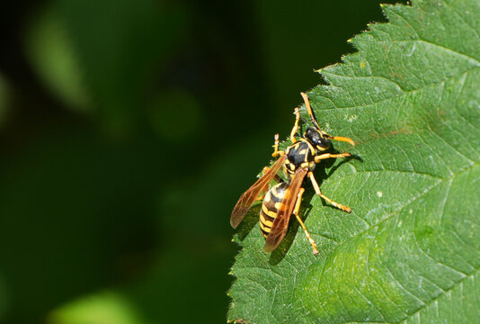 a yellow jacket wasp (vespula vulgaris) is resting on a green leaf