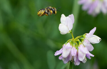 an european wool carder bee (anthidium manicatum) is hovering next to a small flower