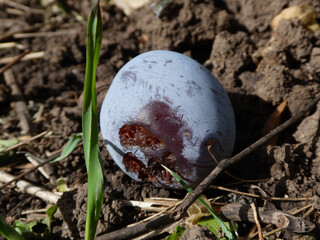 A Rotten Plum Lies on the Ground