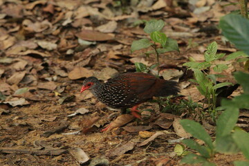 Sri Lanka spurfowl, Sinharaja Rainforest, Sri Llanka 