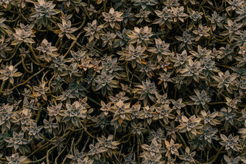 Sedum palmeri plant close up