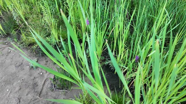 Sc&iacute;rpus. green reeds on the river bank. sand and reeds. Idyllic scene with reeds at the lake in a public park. Actinoscirpus grossus (also called Mensiang, Greater club-rush, Giant bulrush).
