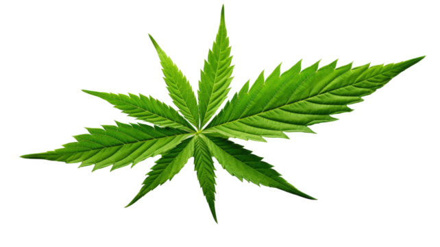 Green cannabis leaf with deep grooves and pointed tip illustration on white background
