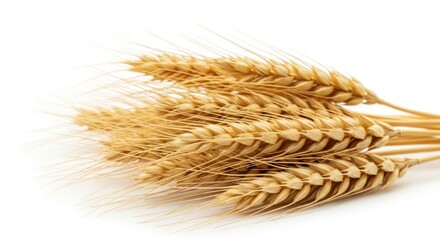 Gleaming stalks of golden wheat against a pristine white canvas creating natural art