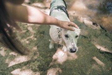 Naklejka premium Woman petting wet dog on river bank