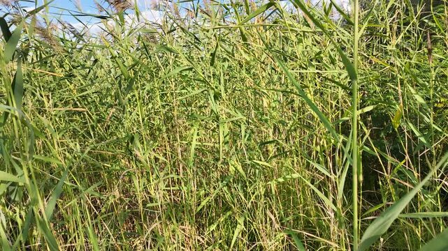 Sc&iacute;rpus. green reeds on the river bank. sand and reeds. Idyllic scene with reeds at the lake in a public park. Actinoscirpus grossus (also called Mensiang, Greater club-rush, Giant bulrush).