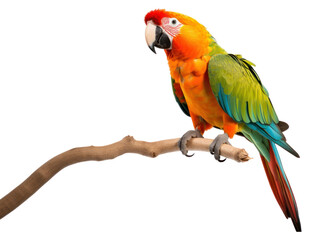 Fototapeta premium PNG Parrot parrot animal bird.