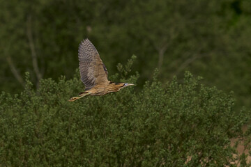 Bittern (Botaurus Stellaris) flying over the reedbeds of the Somerset Levels in Somerset, United Kingdom.