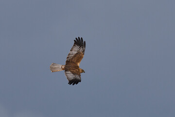 Marsh Harrier (Circus aeruginosus) hunting over a reedbed in the Somerset Levels in the United Kingdom