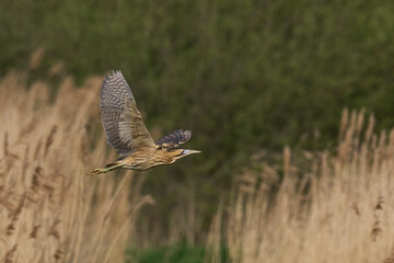 Bittern (Botaurus Stellaris) flying over the reedbeds of the Somerset Levels in Somerset, United Kingdom.