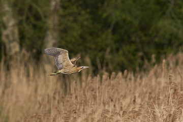 Bittern (Botaurus Stellaris) flying over the reedbeds of the Somerset Levels in Somerset, United Kingdom.