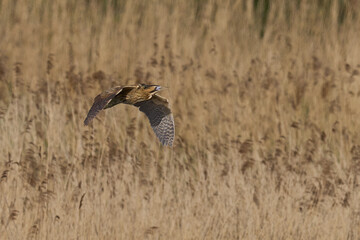 Bittern (Botaurus Stellaris) flying over the reedbeds of the Somerset Levels in Somerset, United...