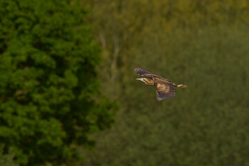 Bittern (Botaurus Stellaris) flying over the reedbeds of the Somerset Levels in Somerset, United Kingdom.