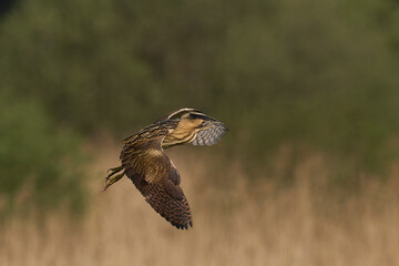 Bittern (Botaurus Stellaris) flying over the reedbeds of the Somerset Levels in Somerset, United Kingdom.