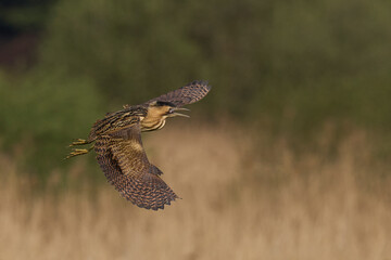 Bittern (Botaurus Stellaris) flying over the reedbeds of the Somerset Levels in Somerset, United Kingdom.