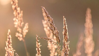 Golden hour illuminates tall grasses, dew-kissed, softly blurred background