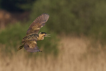 Fototapeta premium Bittern (Botaurus Stellaris) flying over the reedbeds of the Somerset Levels in Somerset, United Kingdom.