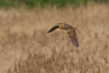 Bittern (Botaurus Stellaris) flying over the reedbeds of the Somerset Levels in Somerset, United...