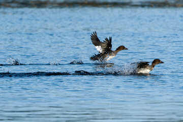Juvenile Schellenten (Bucephala clangula) beim spielen	