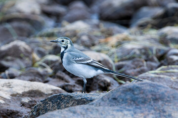 Bachstelze im Herbst in Schweden