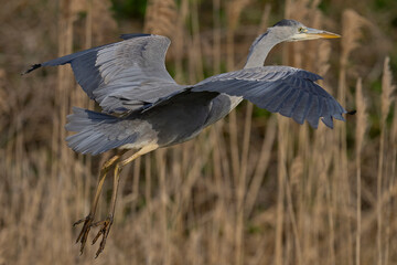 Grey Heron (Ardea cinerea) flying over a reedbed in the Somerset Levels, Somerset, United Kingdom.