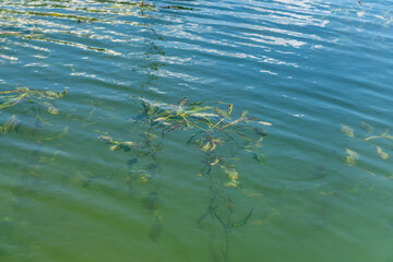 Underwater aquatic plants visible through the clear lake surface, green leaves floating in calm water.