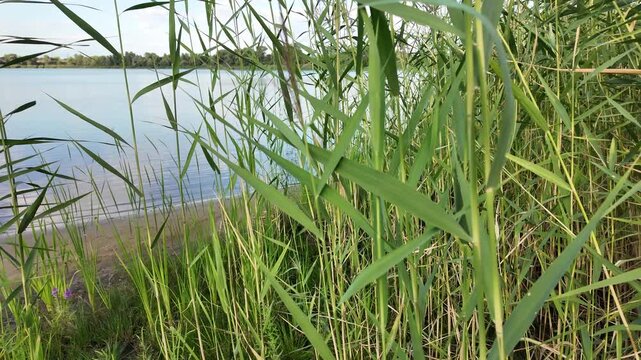 Sc&iacute;rpus. green reeds on the river bank. sand and reeds. Idyllic scene with reeds at the lake in a public park. Actinoscirpus grossus (also called Mensiang, Greater club-rush, Giant bulrush).