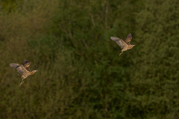 Bittern (Botaurus Stellaris) in flight chasing a rival over the reedbeds of the Somerset Levels in Somerset, United Kingdom.