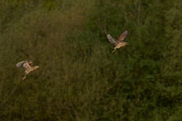 Bittern (Botaurus Stellaris) in flight chasing a rival over the reedbeds of the Somerset Levels in Somerset, United Kingdom.