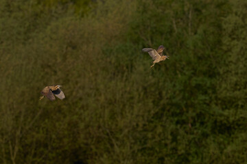 Bittern (Botaurus Stellaris) in flight chasing a rival over the reedbeds of the Somerset Levels in Somerset, United Kingdom.