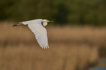 Great White Egret (Ardea alba) flying over reedbeds of the Somerset Levels in Somerset, United Kingdom.