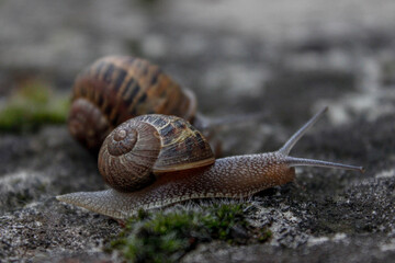 Retrato de los caracoles.