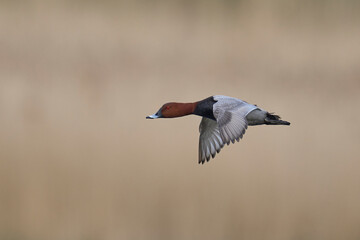 Pochard (Aythya ferina) in flight over the Somerset Levels, Somerset, United Kingdom.    