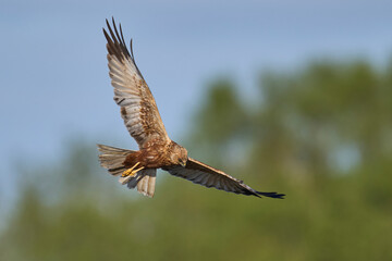 Marsh Harrier (Circus aeruginosus) hunting over a reedbed in the Somerset Levels in the United Kingdom