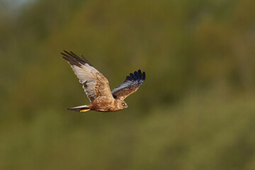 Marsh Harrier (Circus aeruginosus) hunting over a reedbed in the Somerset Levels in the United Kingdom