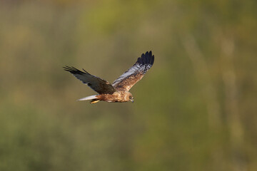 Marsh Harrier (Circus aeruginosus) hunting over a reedbed in the Somerset Levels in the United Kingdom
