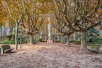 Naklejka premium Autumn in Parc de la Devesa, Girona, Spain, with plane trees forming a tranquil tunnel of golden foliage. Fallen leaves carpet the ground between benches, creating a serene walkway