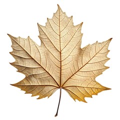 Obraz premium California Sycamore Leaf Striking Broad-Lobed Botanical with Distinct Veins and Vibrant Green Tones Isolated on Crisp White Background for Natural Elegance, Forest Design, and Eco Wellness Art