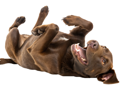 Chocolate Labrador Retriever Puppy with Adorable Expression Laying on its Back Showing Teeth and Tongue Isolated on Black Background Representing Joyful Pet Moments