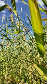 Sc&iacute;rpus. green reeds on the river bank. sand and reeds. Idyllic scene with reeds at the lake in a public park. Actinoscirpus grossus (also called Mensiang, Greater club-rush, Giant bulrush).